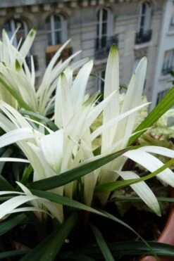 Okina Liriope (Frosted Monkey Grass) - 6 Pack Of 1 Gallon Pots -Foliage Dream Sales Store liriope muscari okina lilyturf 5