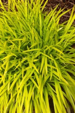 Gold Ingot Liriope (Golden Lilyturf) - 6 Pack Of 1 Gallon Pots -Foliage Dream Sales Store liriope muscari peedee ingot golden lilyturf 11
