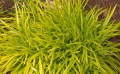 Gold Ingot Liriope (Golden Lilyturf) - 6 Pack Of 1 Gallon Pots -Foliage Dream Sales Store liriope muscari peedee ingot golden lilyturf 3