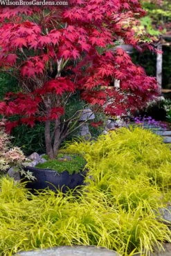 Gold Ingot Liriope (Golden Lilyturf) - 6 Pack Of 1 Gallon Pots -Foliage Dream Sales Store liriope muscari peedee ingot golden lilyturf 5