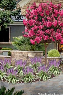 Variegated Liriope (Monkey Grass / Lilyturf) - 6 Pack Of 1 Gallon Pots -Foliage Dream Sales Store liriope muscari variegata variegated liriope lilyturf 2