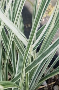 Silver Dragon Liriope - Lilyturf - 18 Count Flats Of Pint Pots -Foliage Dream Sales Store liriope spicata silver dragon lilyturf 101 1