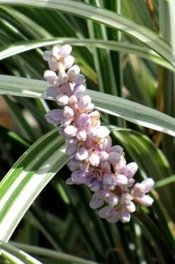 Silver Dragon Liriope - Lilyturf - 18 Count Flats Of Pint Pots -Foliage Dream Sales Store liriope spicata silver dragon lilyturf 102 1