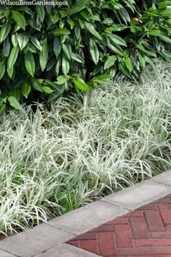 Silver Dragon Liriope - Lilyturf - 6 Pack Of Pint Pots -Foliage Dream Sales Store liriope spicata silver dragon lilyturf 106