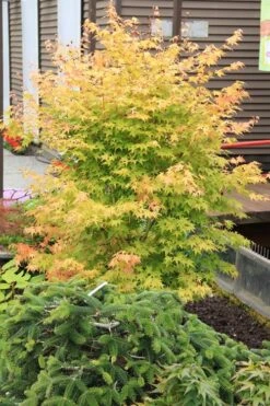Bihou Yellow Bark Japanese Maple - 3 Gallon Pot -Foliage Dream Sales Store maple japanese bihou 2 500x750 1