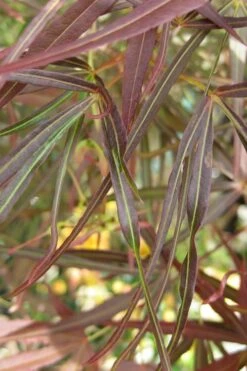 Filifera Purpurea Japanese Maple - 3 Gallon Pot -Foliage Dream Sales Store maple japanese filifera purpurea 2 500x750 1