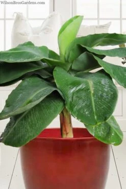 Little Prince Banana Plant - 1 Gallon Pot -Foliage Dream Sales Store musa little prince dwarf banana plant 1