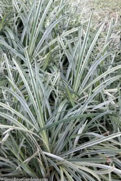 Silver Mist Mondo Grass - 6 Pack Of Pint Pots -Foliage Dream Sales Store ophiopogon japonicus silver20mist modo grass 2