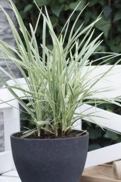 Silver Mist Mondo Grass - 6 Pack Of Pint Pots -Foliage Dream Sales Store ophiopogon japonicus silver20mist modo grass 3