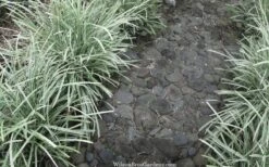 Silver Mist Mondo Grass - 6 Pack Of Pint Pots -Foliage Dream Sales Store ophiopogon japonicus silver20mist modo grass 4