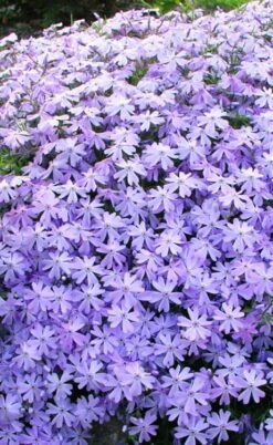 Blue Creeping Phlox - 6 Pack Of 1 Gallon Pots -Foliage Dream Sales Store phlox subulata blue creeping 1