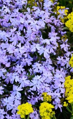 Blue Creeping Phlox - 6 Pack Of 1 Gallon Pots -Foliage Dream Sales Store phlox subulata blue creeping 2