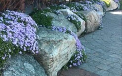 Blue Creeping Phlox - 6 Pack Of 1 Gallon Pots -Foliage Dream Sales Store phlox subulata blue creeping 4
