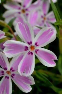 Candy Stripe Creeping Phlox - 1 Gallon Pot 9 Candy Stripe Creeping Phlox - 1 Gallon Pot -Foliage Dream Sales Store phlox subulata candy stripe creeping 21 1