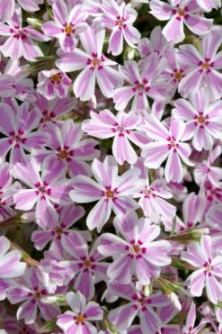 Candy Stripe Creeping Phlox - 1 Gallon Pot 10 Candy Stripe Creeping Phlox - 1 Gallon Pot -Foliage Dream Sales Store phlox subulata candy stripe creeping 25 1