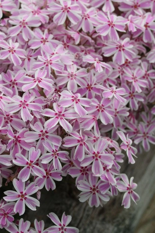Candy Stripe Creeping Phlox - 1 Gallon Pot 1 Candy Stripe Creeping Phlox - 1 Gallon Pot