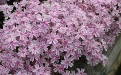 Candy Stripe Creeping Phlox - 5 Pack Of Quart Pots -Foliage Dream Sales Store phlox subulata candy stripe creeping 29
