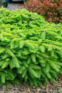 Bird's Nest Spruce (Picea Abies 'Nidiformis') - 2 Gallon Pot -Foliage Dream Sales Store picea abies nidiformis birds nest norway spruce 1