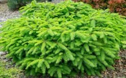 Bird's Nest Spruce (Picea Abies 'Nidiformis') - 2 Gallon Pot -Foliage Dream Sales Store picea abies nidiformis birds nest norway spruce 2