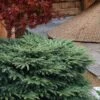 Bird's Nest Spruce (Picea Abies 'Nidiformis') - 1 Gallon Pot