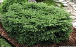 Bird's Nest Spruce (Picea Abies 'Nidiformis') - 2 Gallon Pot -Foliage Dream Sales Store picea abies nidiformis birds nest norway spruce 9