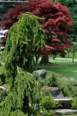 Weeping Norway Spruce (Picea Abies 'Pendula') - 5 Gallon Pot -Foliage Dream Sales Store picea abies pendula weeping norway spruce 10 1