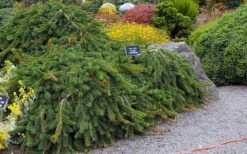 Weeping Norway Spruce (Picea Abies 'Pendula') - 2 Gallon Pot -Foliage Dream Sales Store picea abies pendula weeping norway spruce 6