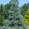 Hudson White Spruce (Picea Glauca 'Hudsonii') - 6 Gallon Pot