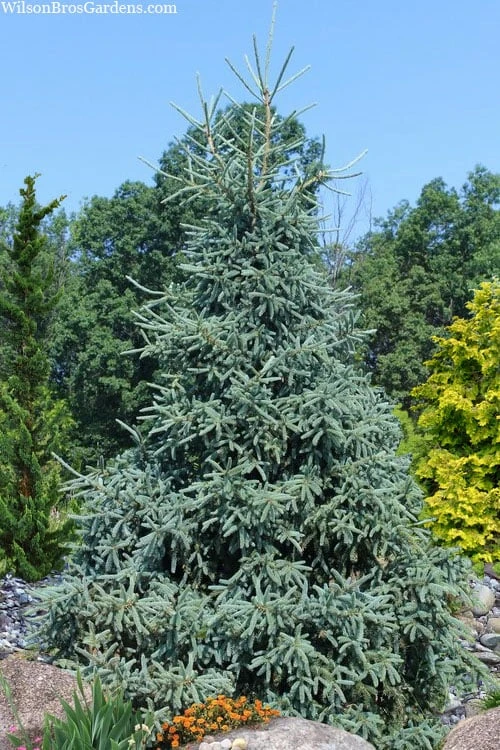 Hudson White Spruce (Picea Glauca 'Hudsonii') - 6 Gallon Pot 1 Hudson White Spruce (Picea Glauca 'Hudsonii') - 6 Gallon Pot