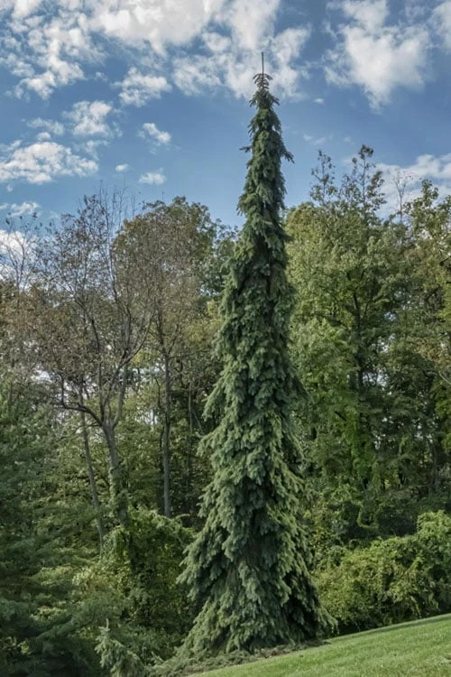 Weeping White Spruce (Picea Glauca 'Pendula') - 1 Gallon Pot 7 Weeping White Spruce (Picea Glauca 'Pendula') - 1 Gallon Pot - Image 7