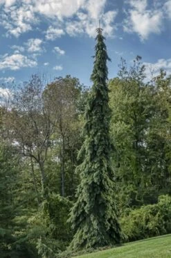 Weeping White Spruce (Picea Glauca 'Pendula') - 5 Gallon Pot -Foliage Dream Sales Store picea glauca pendula weeping white spruce 21