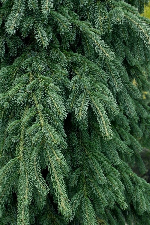 Weeping White Spruce (Picea Glauca 'Pendula') - 1 Gallon Pot 4 Weeping White Spruce (Picea Glauca 'Pendula') - 1 Gallon Pot - Image 4
