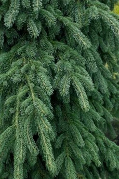 Weeping White Spruce (Picea Glauca 'Pendula') - 5 Gallon Pot -Foliage Dream Sales Store picea glauca pendula weeping white spruce 4