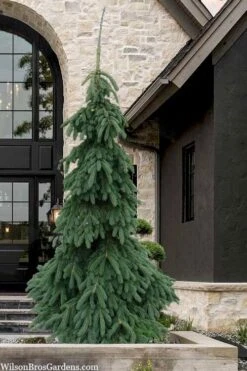 Weeping White Spruce (Picea Glauca 'Pendula') - 1 Gallon Pot 12 Weeping White Spruce (Picea Glauca 'Pendula') - 1 Gallon Pot -Foliage Dream Sales Store picea glauca pendula weeping white spruce 7 1