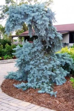 The Blues Colorado Spruce (Picea Pungens) - 6 Gallon Pot (2-3') 13 The Blues Colorado Spruce (Picea Pungens) - 6 Gallon Pot (2-3') -Foliage Dream Sales Store picea pungens the blues colorado blue spruce 10 1