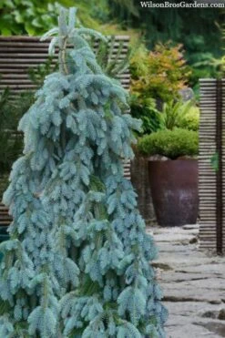 The Blues Colorado Spruce (Picea Pungens) - 6 Gallon Pot (2-3') 15 The Blues Colorado Spruce (Picea Pungens) - 6 Gallon Pot (2-3') -Foliage Dream Sales Store picea pungens the blues colorado blue spruce 100