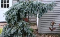 The Blues Colorado Spruce (Picea Pungens) - 6 Gallon Pot (4-5') -Foliage Dream Sales Store picea pungens the blues colorado blue spruce 4