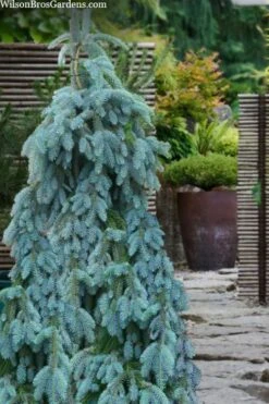 The Blues Colorado Spruce (Picea Pungens) - 6 Gallon Pot (4-5')