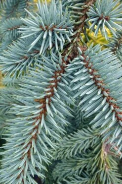 The Blues Colorado Spruce (Picea Pungens) - 6 Gallon Pot (4-5') -Foliage Dream Sales Store picea pungens the blues colorado blue spruce 9