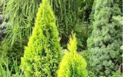 Highlights Arborvitae Thuja Janed Gold - 6 Gallon Pot -Foliage Dream Sales Store picture arborvitaejanedgold 1