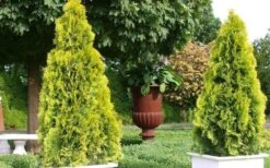 Highlights Arborvitae Thuja Janed Gold - 3 Gallon Pot 9 Highlights Arborvitae Thuja Janed Gold - 3 Gallon Pot -Foliage Dream Sales Store picture arborvitaejanedgold 2