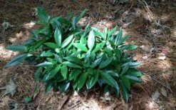 Dwarf Green Aucuba - Japanese Laurel - 3 Gallon Pot -Foliage Dream Sales Store picture aucuba dwarf green shrub 1