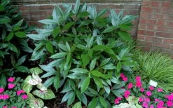 Sawtoothed Aucuba Serratifolia - 1 Gallon Pot -Foliage Dream Sales Store picture aucuba sawtoothed 1