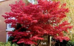 Red 'N Summer Japanese Maple - Acer Palmatum 'Hefner's Red' - 1 Gallon Pot -Foliage Dream Sales Store picture japanese maple hefners red fall