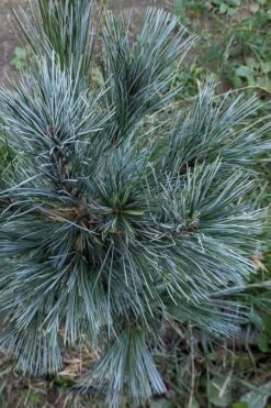Vanderwolf's Pyramid Limber Pine (Pinus Flexilis) - 2 Gallon Pot -Foliage Dream Sales Store pinus flexilis vanderwolfs pyramid limber pine 1 1