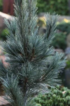 Vanderwolf's Pyramid Limber Pine (Pinus Flexilis) - 2 Gallon Pot -Foliage Dream Sales Store pinus flexilis vanderwolfs pyramid limber pine 2 1