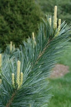 Vanderwolf's Pyramid Limber Pine (Pinus Flexilis) - 7 Gallon Pot -Foliage Dream Sales Store pinus flexilis vanderwolfs pyramid limber pine 3 2
