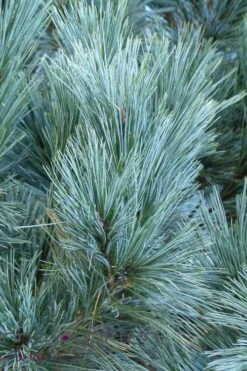 Vanderwolf's Pyramid Limber Pine (Pinus Flexilis) - 2 Gallon Pot -Foliage Dream Sales Store pinus flexilis vanderwolfs pyramid limber pine 4 1