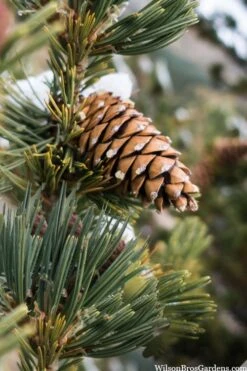 Vanderwolf's Pyramid Limber Pine (Pinus Flexilis) - 7 Gallon Pot -Foliage Dream Sales Store pinus flexilis vanderwolfs pyramid limber pine 6 2