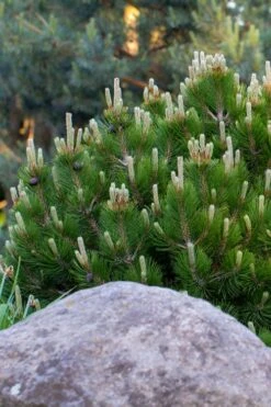 Dwarf Swiss Mountain Pine (Pinus Mugo 'Pumilio') - 2 Gallon Pot -Foliage Dream Sales Store pinus mugo pumilio dwarf swiss mountain pine 3